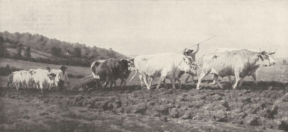 FRANCE. Exploitation Du Sol. Le ( (Labourage) ) Par Rosa Bonheur 1900 print